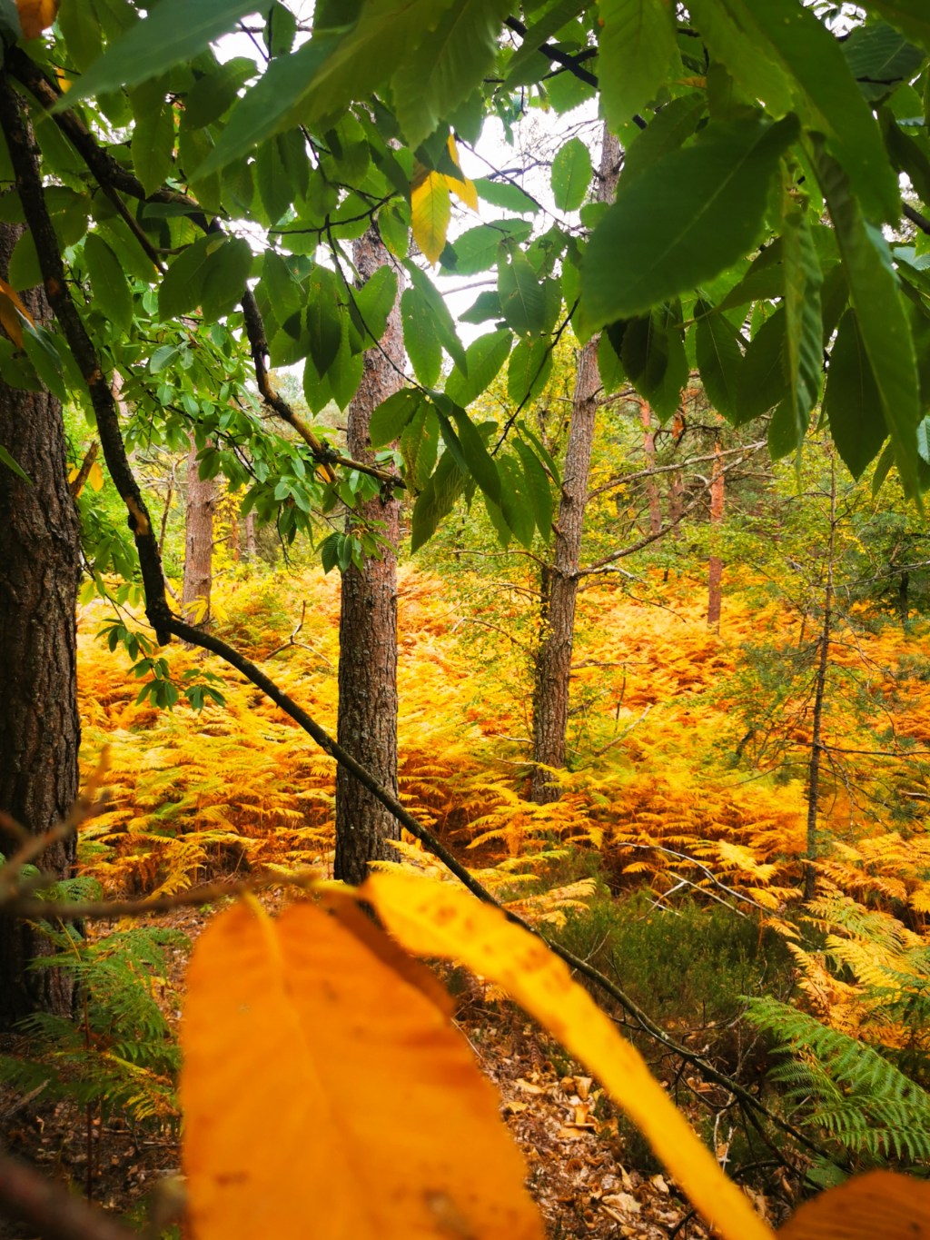 Tant qu&rsquo;il pleuvra